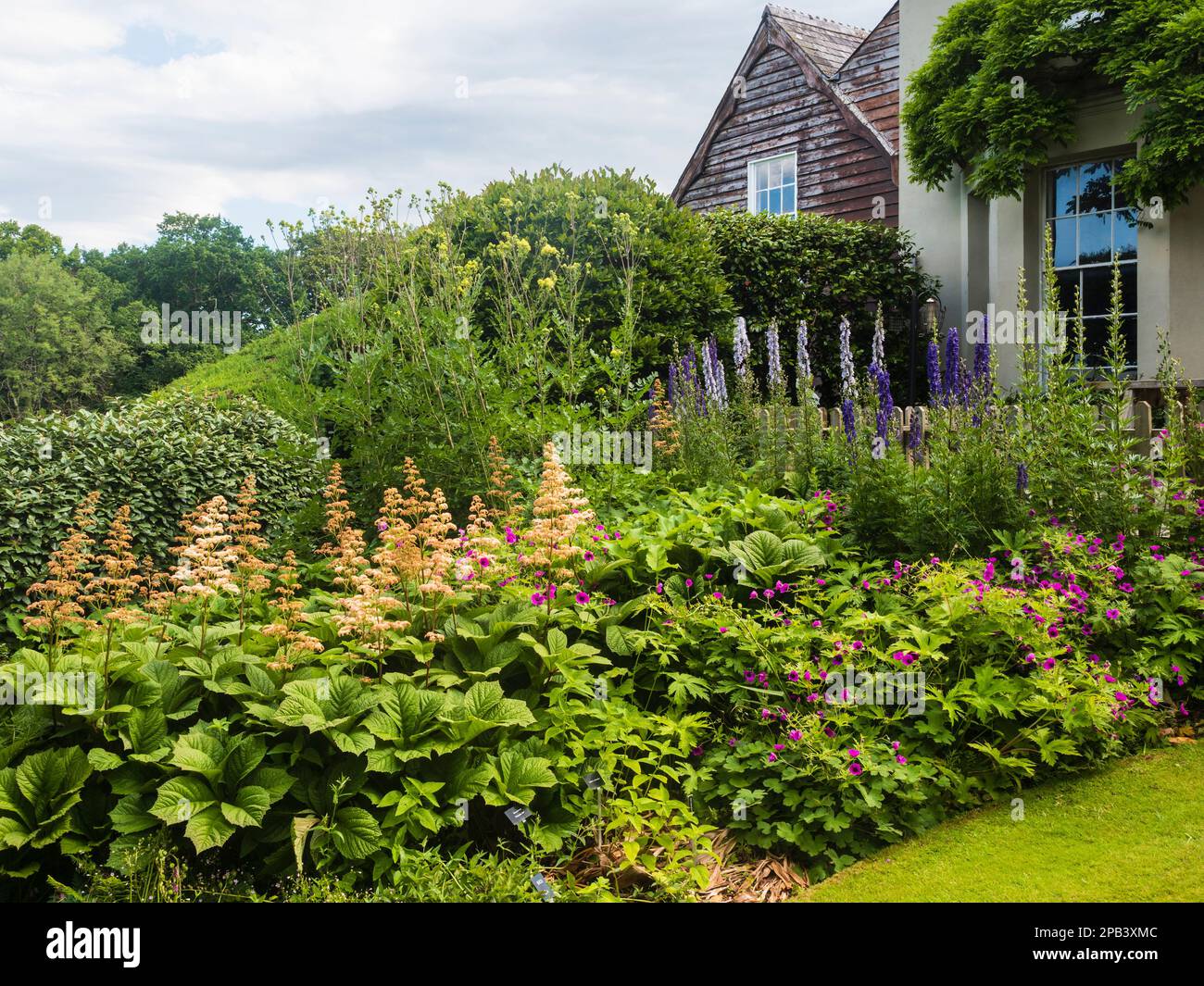 Rodgersia, Aconitum et Geranium psilostemon dans une frontière à la Maison du jardin, Buckland Monachorum, Devon Banque D'Images