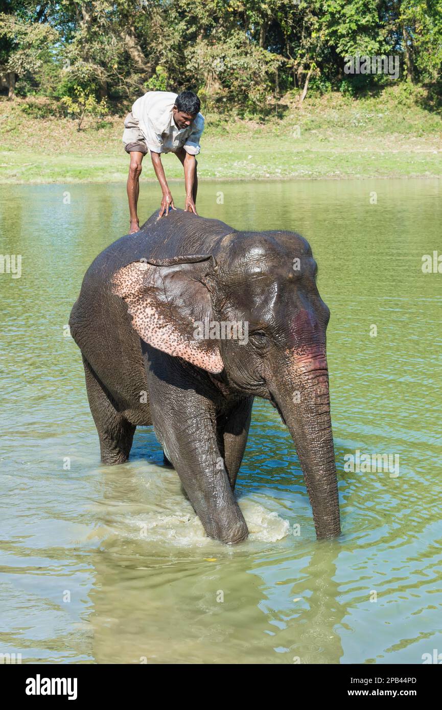 Mahout debout sur le dos de son éléphant indien (Elepha maximus indicus) prenant un bain dans le fleuve, Parc national de Kaziranga, Assam, Inde, Asie Banque D'Images