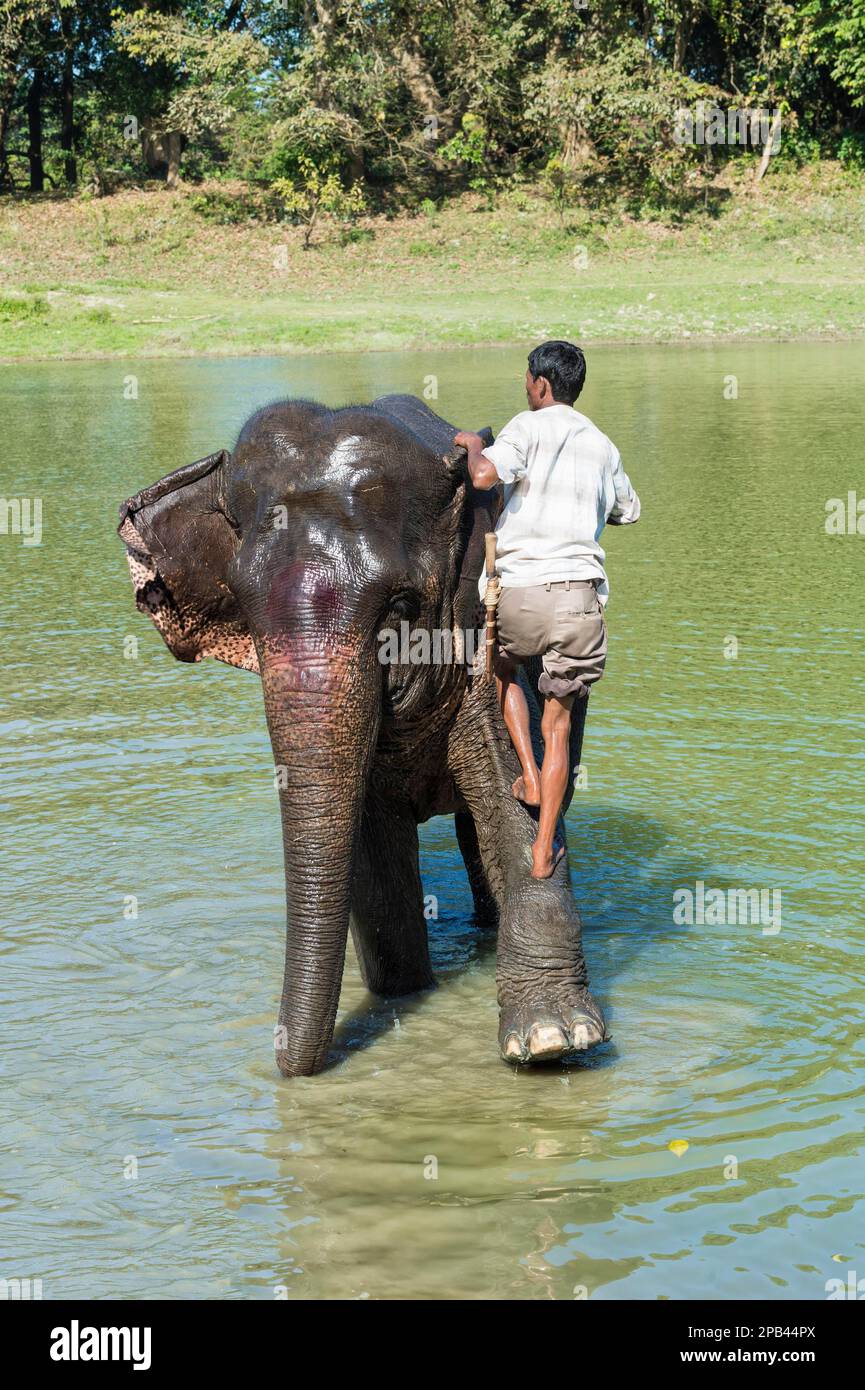 Mahout debout sur le dos de son éléphant indien (Elepha maximus indicus) prenant un bain dans le fleuve, Parc national de Kaziranga, Assam, Inde, Asie Banque D'Images