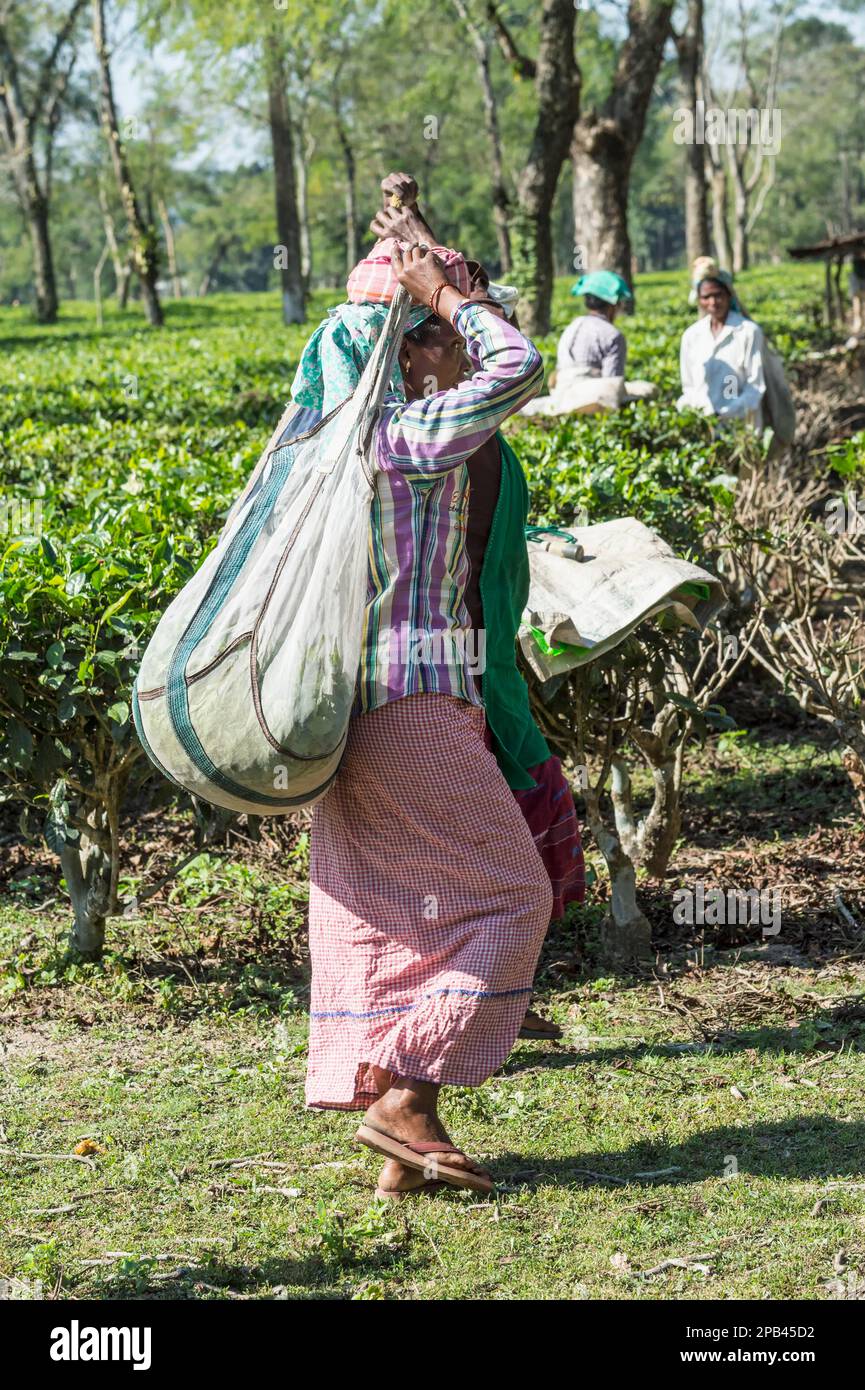 Femme indienne portant un sac de feuilles de thé sur sa tête, pour usage éditorial seulement, Assam, Inde, Asie Banque D'Images