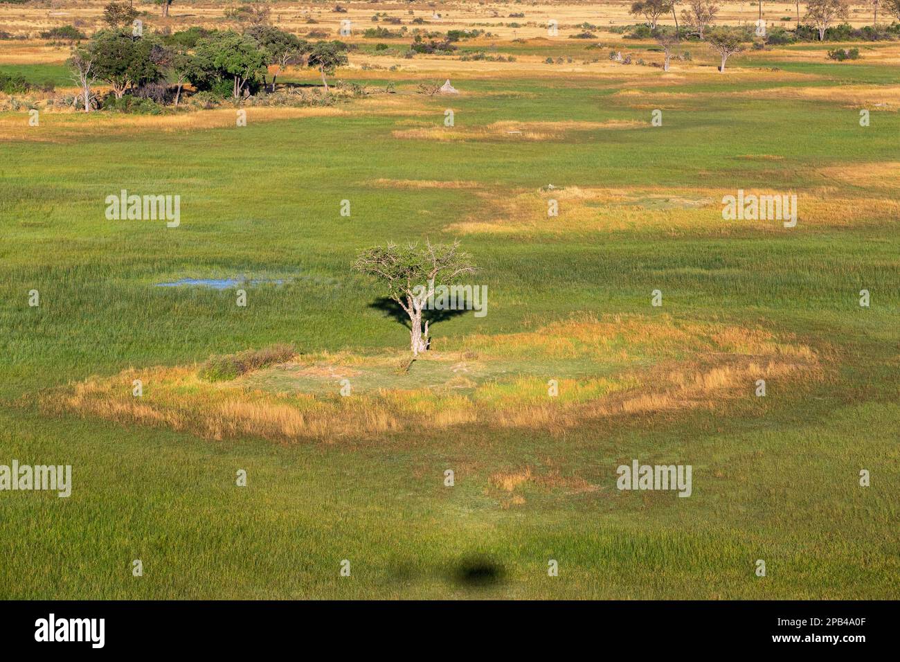 Vue aérienne sur la campagne, les chemins pour animaux, les arbres et les prairies verdoyantes du delta de l'Okavango. Okavango Delta, Botswana, Afrique Banque D'Images