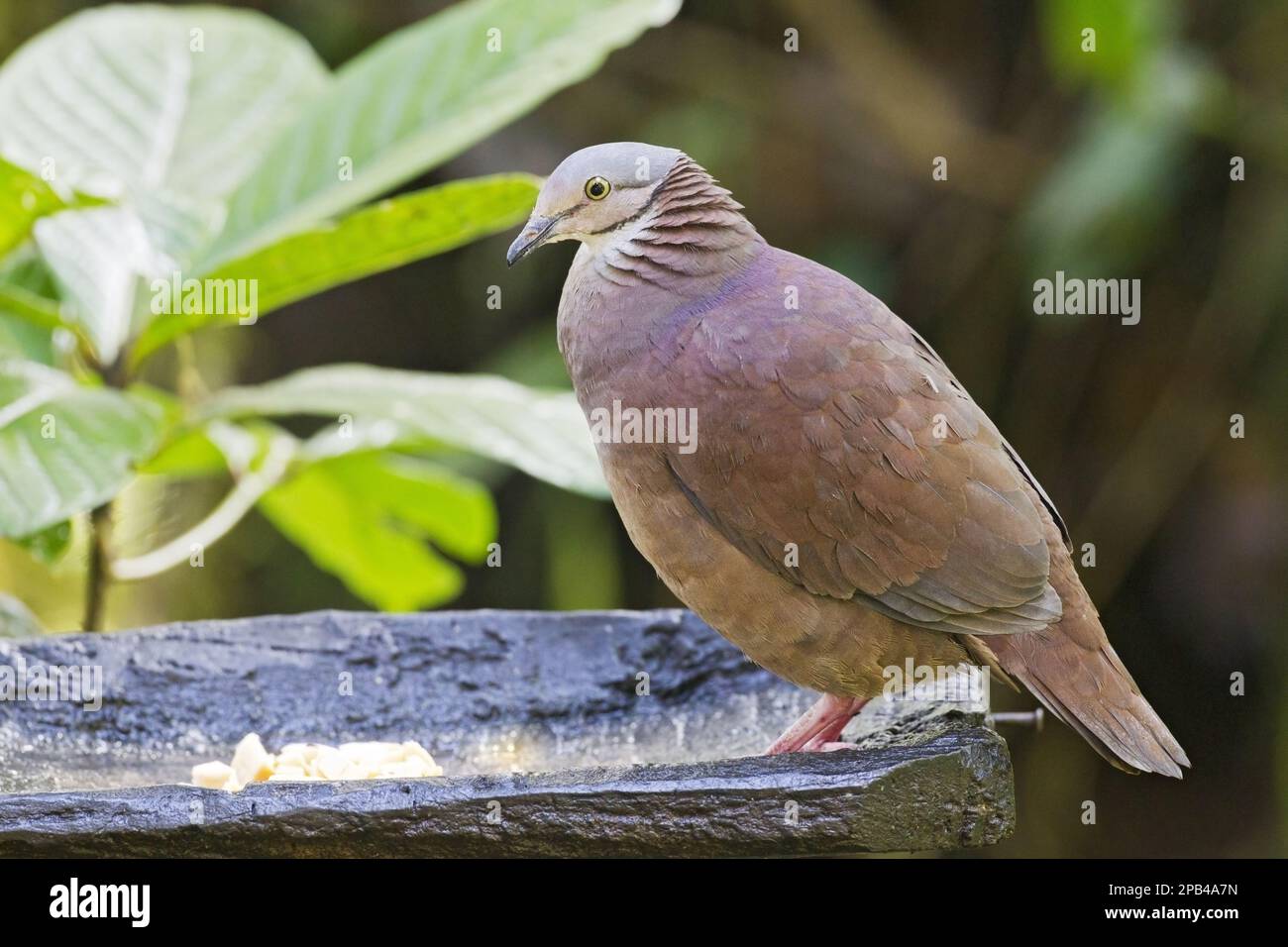 Quail-Dove du Pérou, Quail-Dove à gorge blanche (Geotrygon frenata), Quail-Doves du Pérou, Quail-Doves à face rose, Pigeons, animaux, Oiseaux, Quai à gorge blanche Banque D'Images