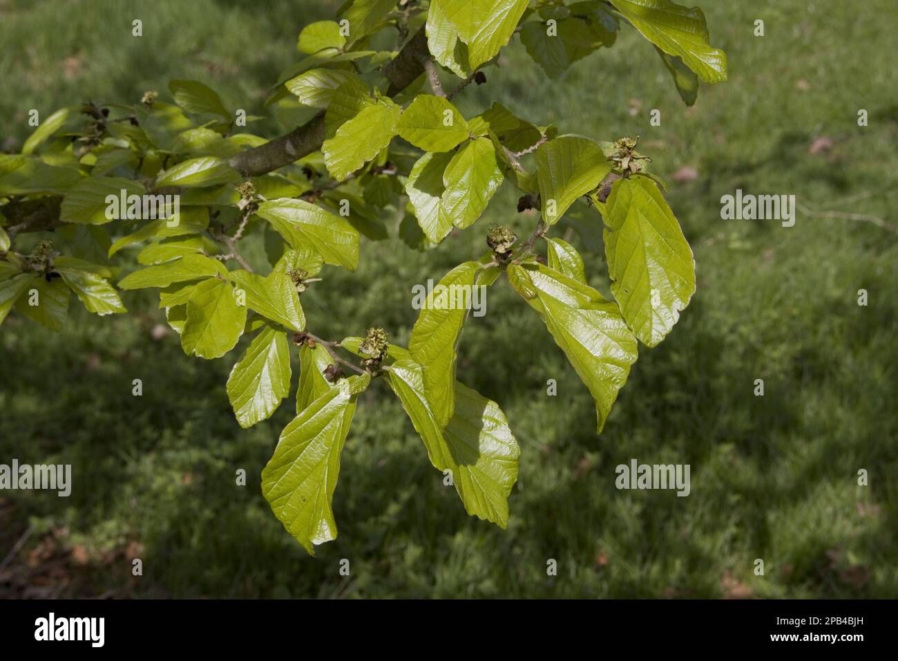 Parrotia, bois d'ironce persan (Parrotia persica), bois d'ironce persan, famille des noisettes sorcières, feuilles de printemps de l'ironwood persan Banque D'Images