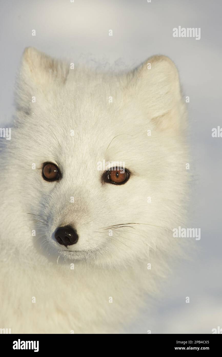 Renards arctiques (Alopex lagopus), renards glacés, renards des neiges, renards blancs, renards, Renards, canines, prédateurs, mammifères, animaux, Arctic Fox adulte, en manteau d'hiver, Banque D'Images