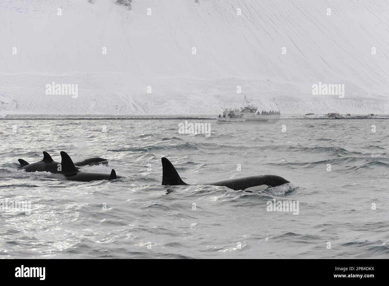 Pod d'orque de l'Atlantique Nord (Orcinus orca), nageant en surface, avec bateau d'observation des baleines en arrière-plan, Grundarfjordur, Snäfellsnes, Vest Banque D'Images