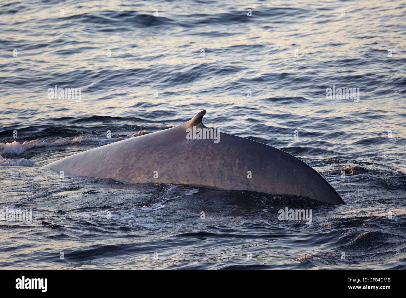 Baleine bleue, baleine bleue (Balaenoptera musculus), baleine boréale, mammifères marins