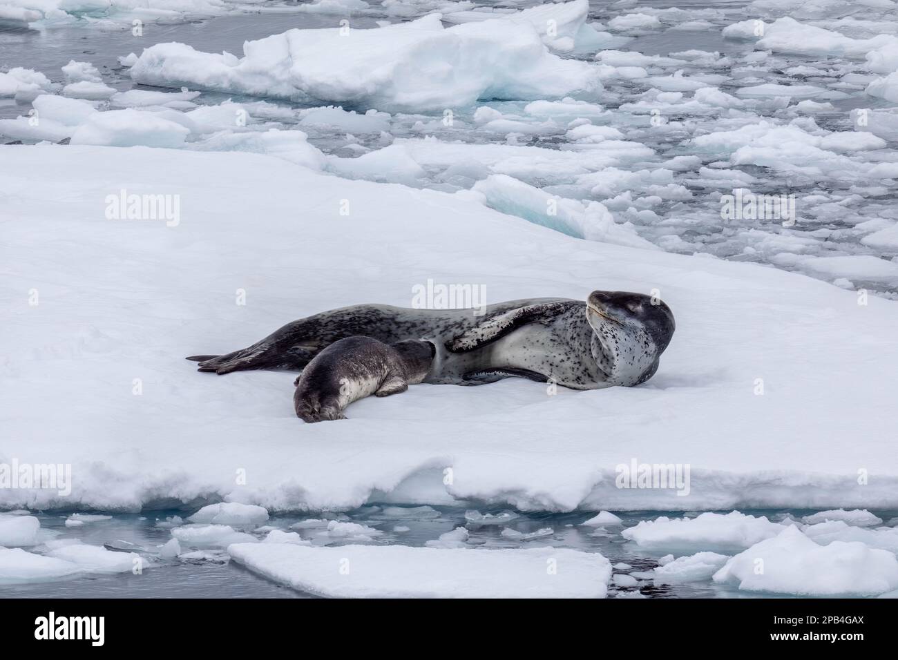 Leopard Seal allaitant son pup sur un écoulement de glace en Antarctique Banque D'Images