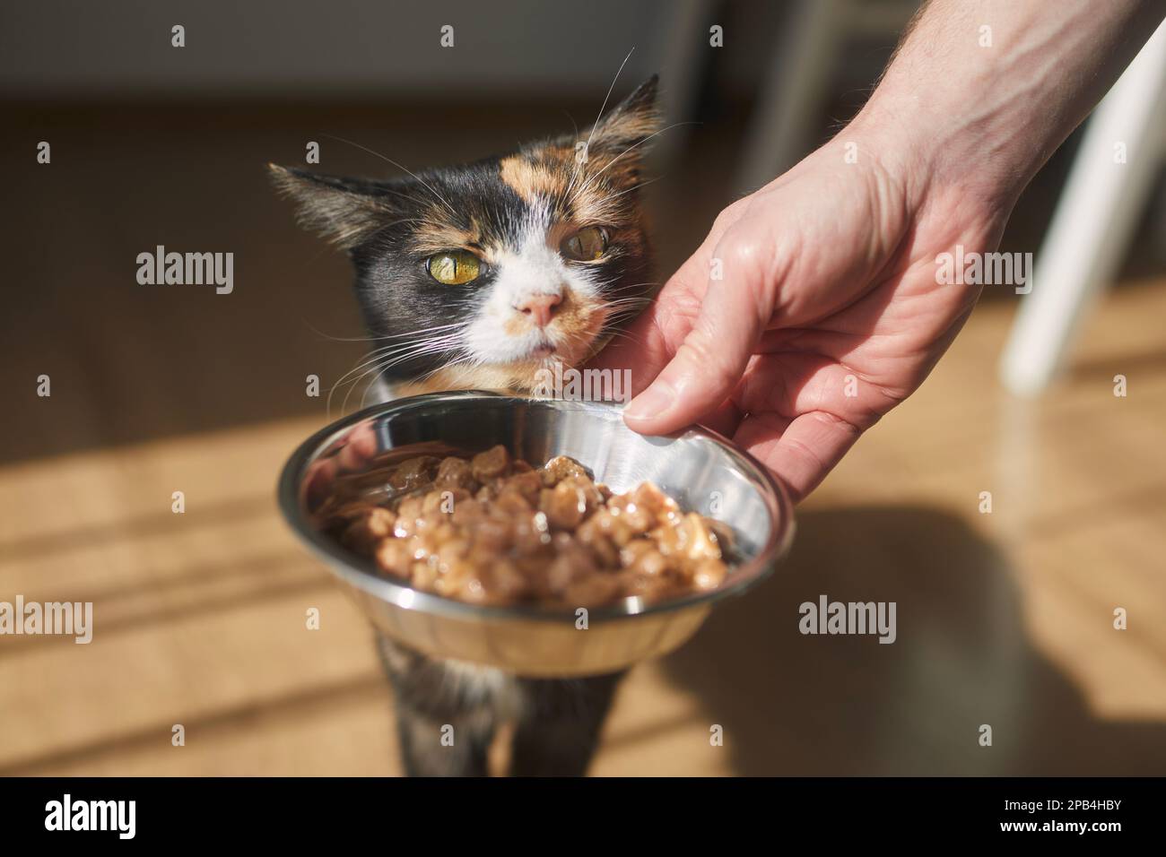 La vie domestique avec les animaux. Homme donnant nourrir son chat affamé à la maison. Banque D'Images