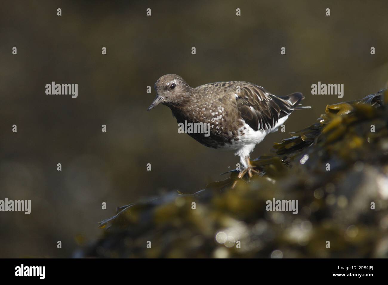 Pierre à aiguiser noire (Arenaria melanocephala) adulte, plumage non reproductrice, alimentation sur des roches couvertes d'algues, détroit de Géorgie, îles Gulf, British Colu Banque D'Images