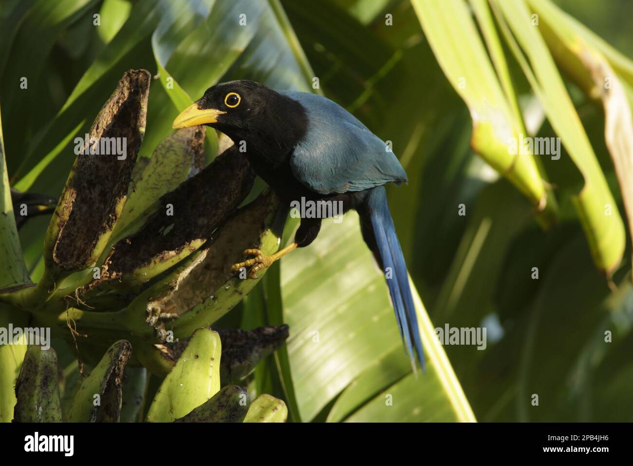 Yucatan jay (Cyanocorax yucatanicus) immature, se nourrissant de fruits de banane, péninsule du Yucatan, Mexique, Amérique centrale Banque D'Images