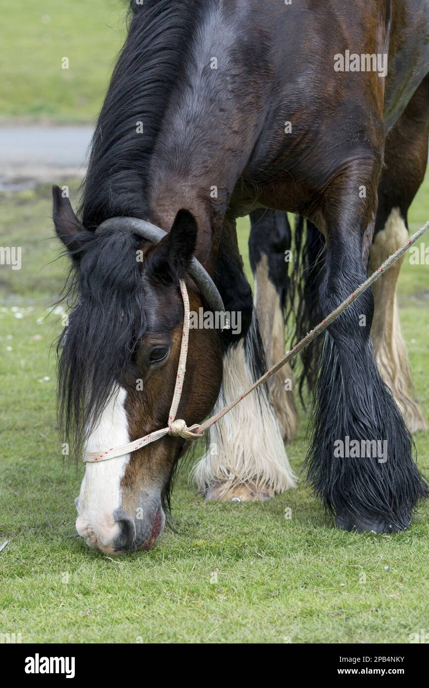Rhinegold Love My Pony Ensemble Licol Et Corde