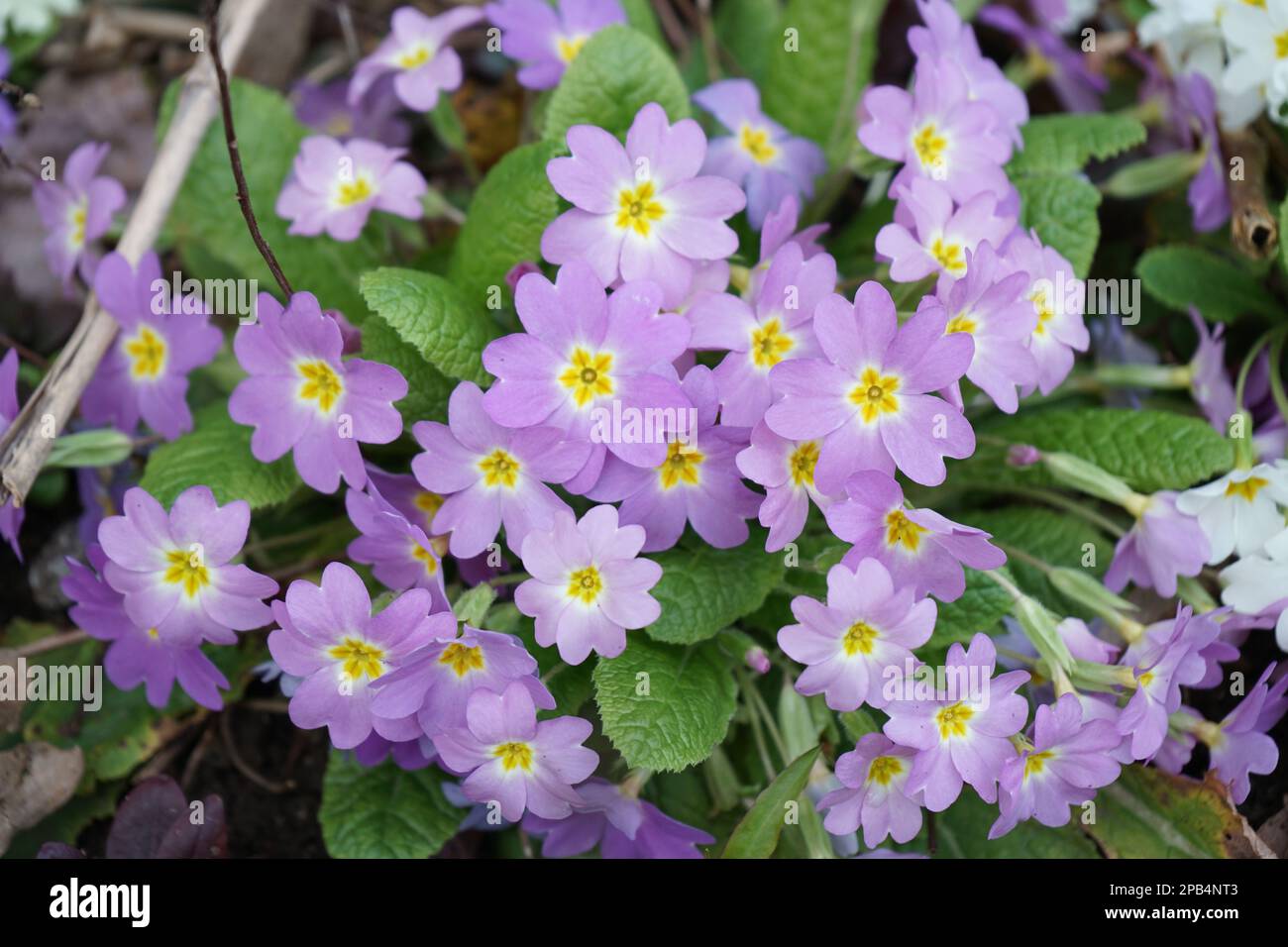 Fleurs Aubrieta hybrida Banque D'Images