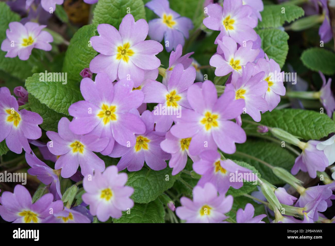 Fleurs Aubrieta hybrida Banque D'Images