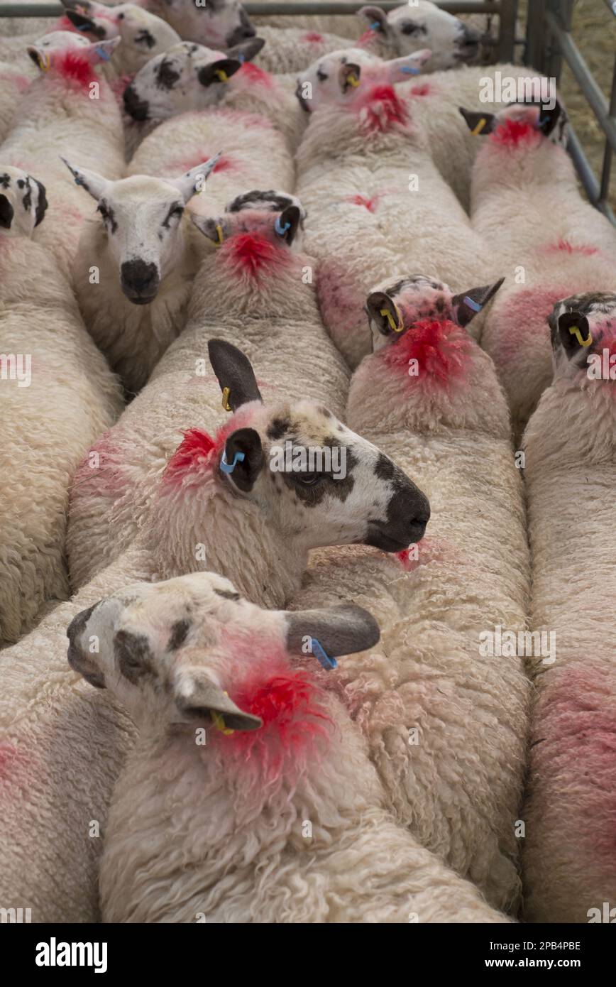 Moutons domestiques, animaux domestiques, ongulés, animaux de ferme (animaux à sabots), mammifères, animaux, moutons domestiques, troupeau de mules gallois, dans le stylo à la vie Banque D'Images