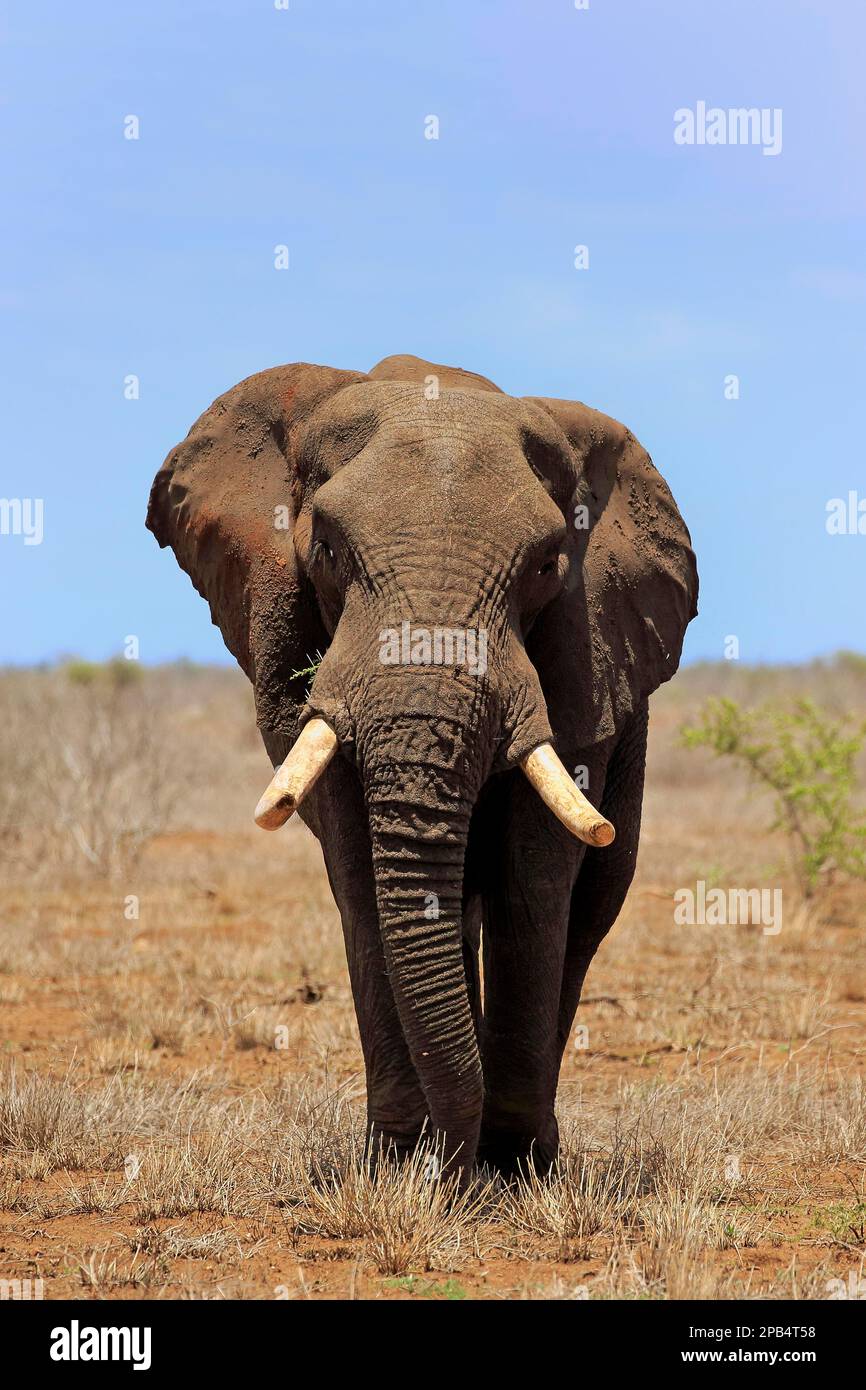 Éléphant d'Afrique (Loxodonta africana), mâle adulte, réserve de gibier de sable de Sabi, parc national Kruger, Afrique du Sud, Afrique Banque D'Images