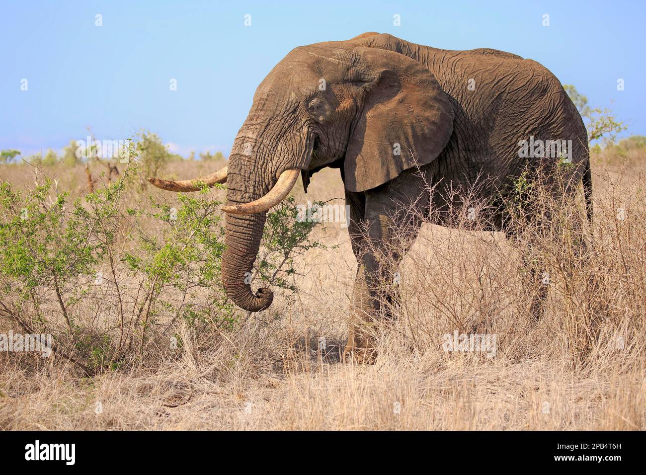 Éléphant d'Afrique (Loxodonta africana), homme adulte, réserve de sable Sabi, parc national Kruger, Afrique du Sud, Afrique Banque D'Images