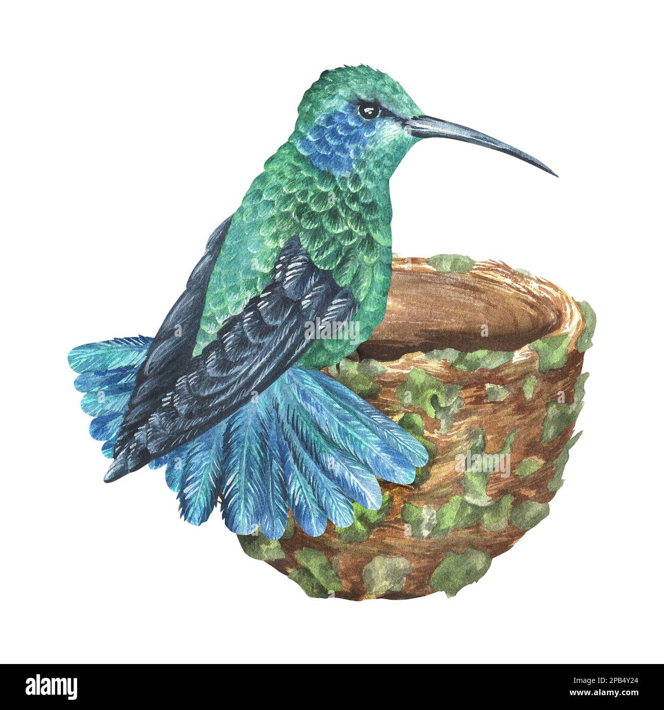 Un colibri bleu-vert se trouve sur le bord du nid. Illustration aquarelle. Oiseau exotique tropical. Isolé sur un fond blanc. Pour l'impression de conception Banque D'Images