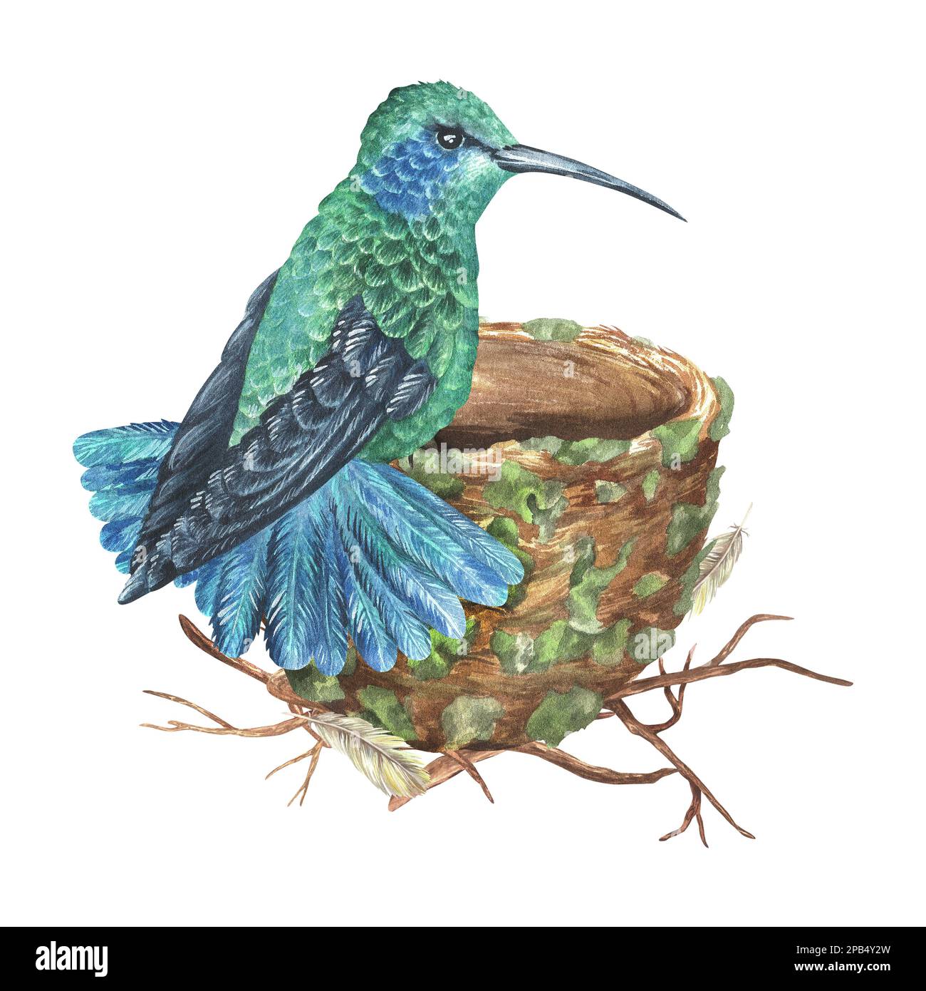 Un colibri bleu-vert se trouve sur le bord du nid. Illustration aquarelle. Oiseau exotique tropical. Isolé sur un fond blanc. Pour l'impression de conception Banque D'Images