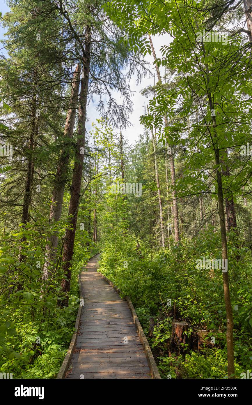 Sentier naturel de tourbière dans la zone humide du Minnesota Banque D'Images