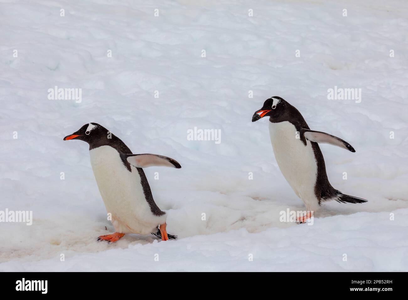 Les pingouins de Gentoo en Antarctique transportant une pierre vers leur emplacement de nid Banque D'Images