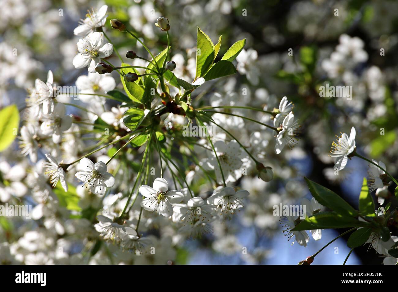 Cerisiers en fleurs dans le jardin de printemps en plein soleil. Fleurs blanches sur des branches d'arbre avec des feuilles vertes Banque D'Images