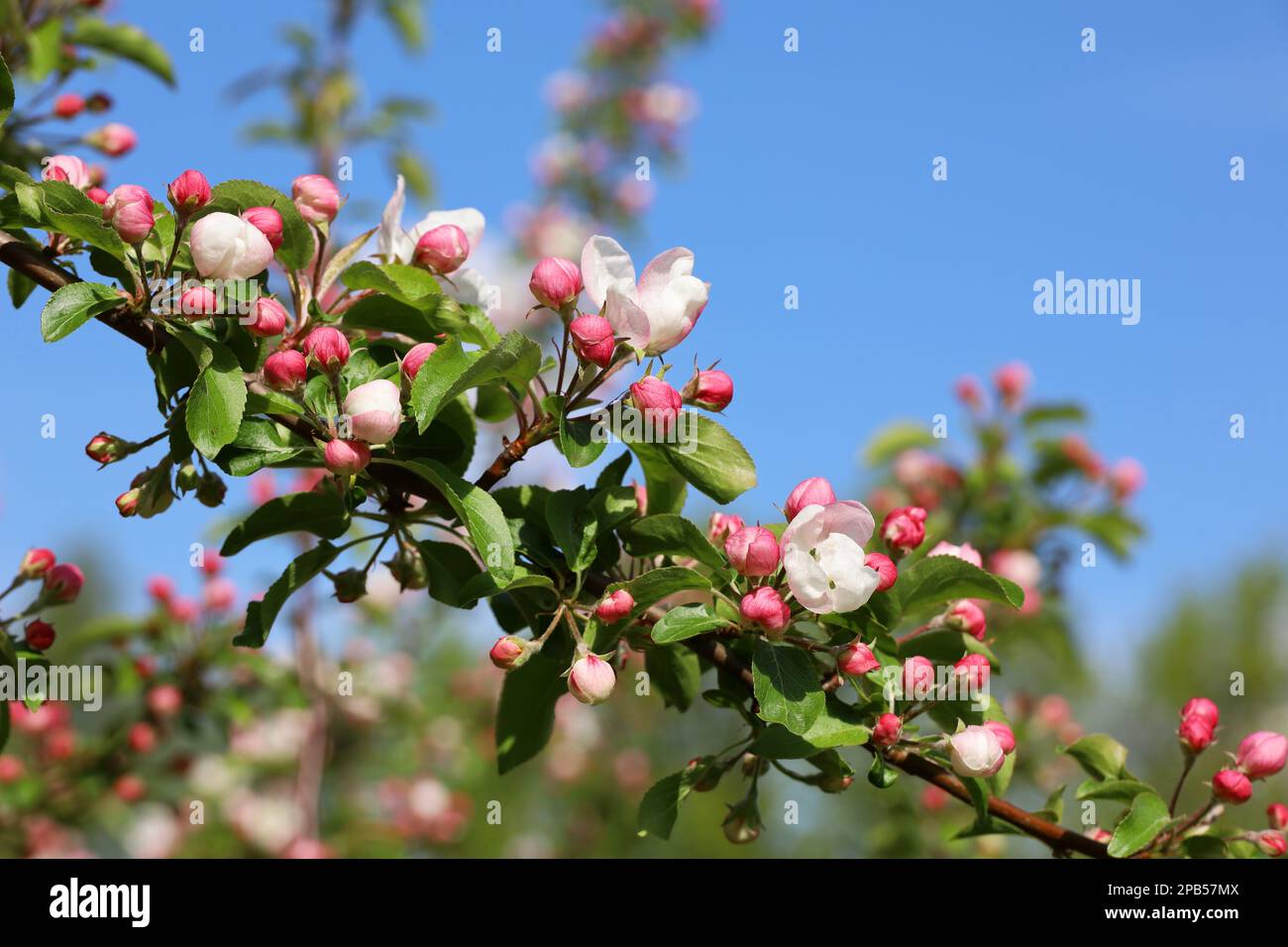 La pomme fleurira sur une branche dans le jardin de printemps par temps ensoleillé. Boutons roses et fleurs avec feuilles vertes Banque D'Images