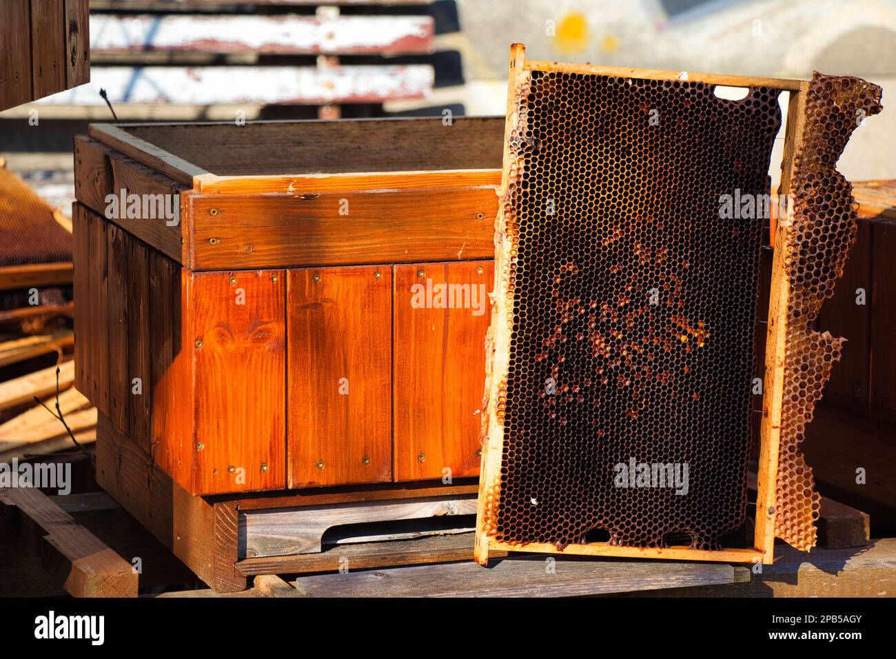 Ruche d'abeille endommagée cachée dans un parc en hiver ensoleillé jour. République tchèque. Banque D'Images Ruche d'abeille endommagée cachée dans un parc en hiver ensoleillé jour. République tchèque. Banque D'Images