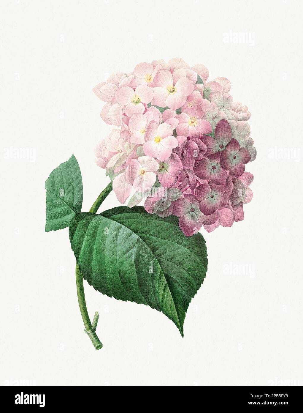 Hortensia. Belle illustration de fleurs. Art botanique antique par Pierre Joseph Redoté. Vers 1833 Banque D'Images