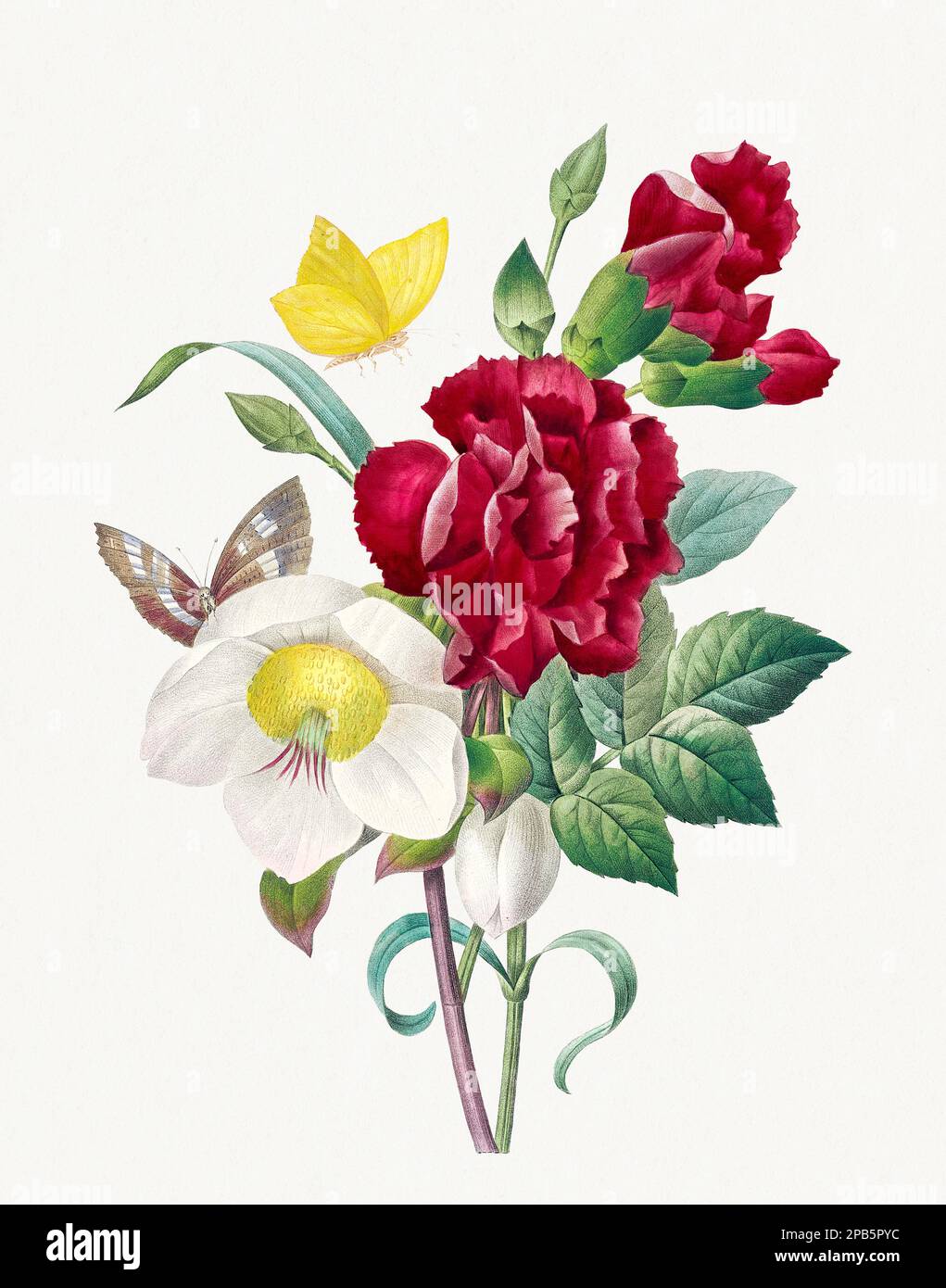 Bouquet d'hellébore et d'Oeillet. Belle illustration de fleurs. Art botanique antique par Pierre Joseph Redoté. Vers 1833 Banque D'Images