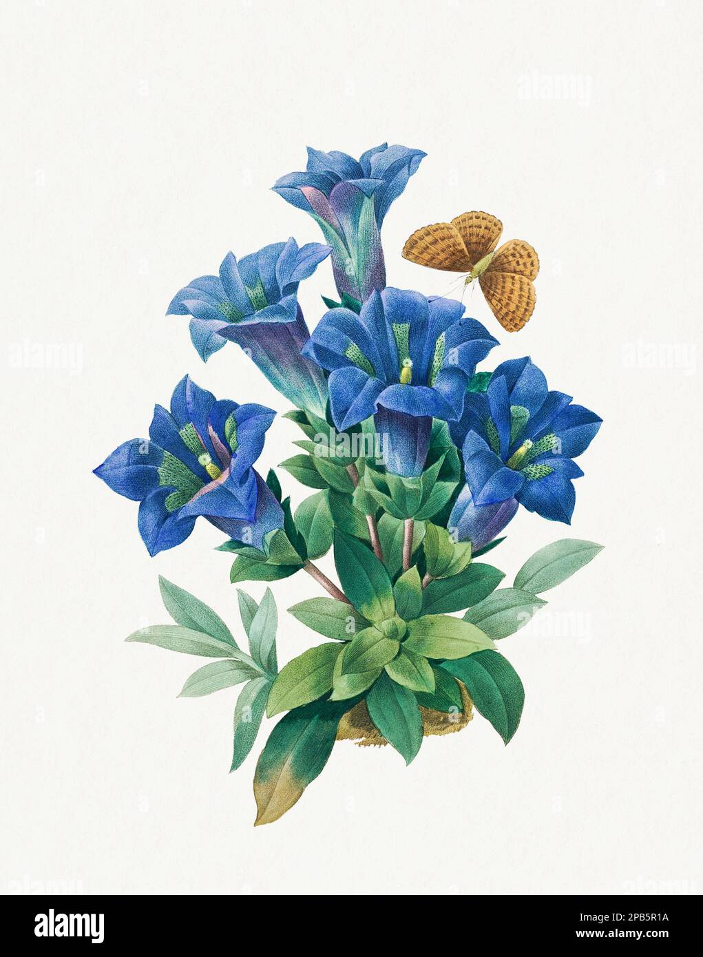 Gentiana Acaulis. Belle illustration de fleurs. Art botanique antique par Pierre Joseph Redoté. Vers 1833 Banque D'Images
