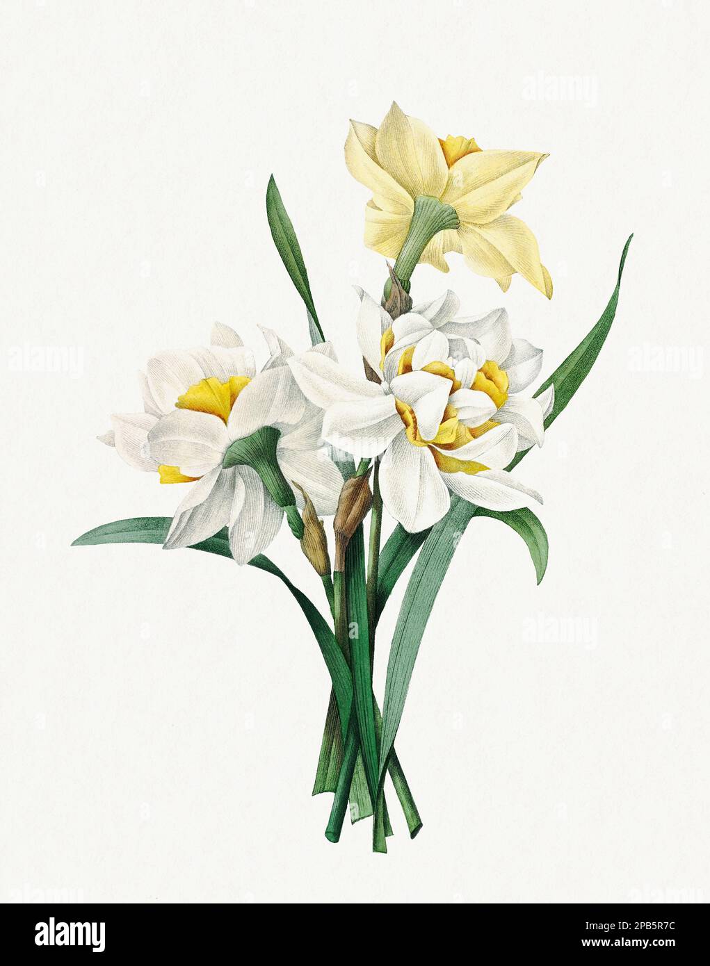 Fleurs de Daffodil. Belle illustration de fleurs. Art botanique antique par Pierre Joseph Redoté. Vers 1833 Banque D'Images