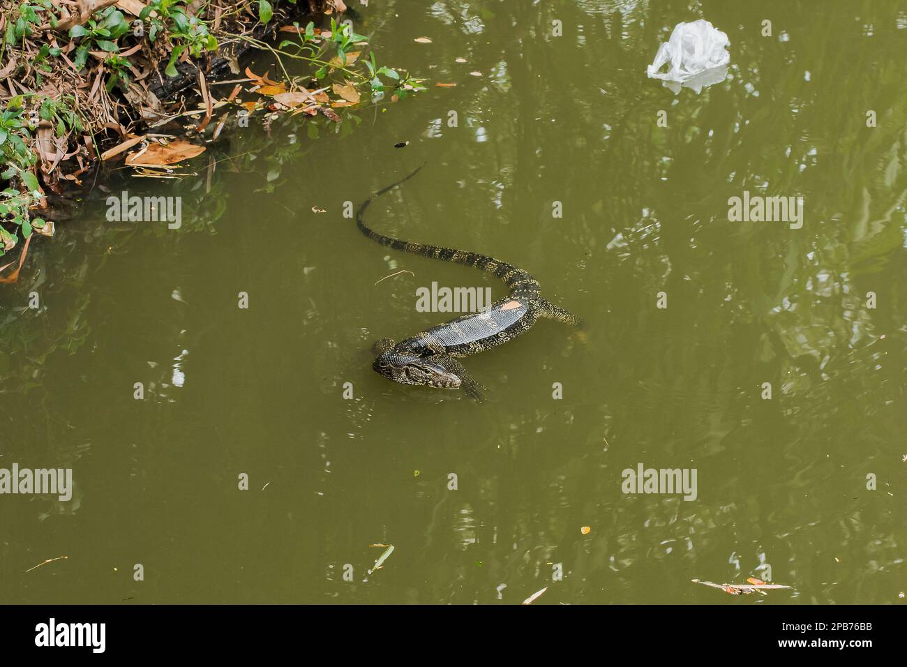 Bringer est dans l'eau, Varanus salvator est un reptile en Asie du Sud. C'est un grand lézard, de 2,5 à 3 mètres de longueur. Aimez trouver de la nourriture, en pourrissant de la nourriture Banque D'Images