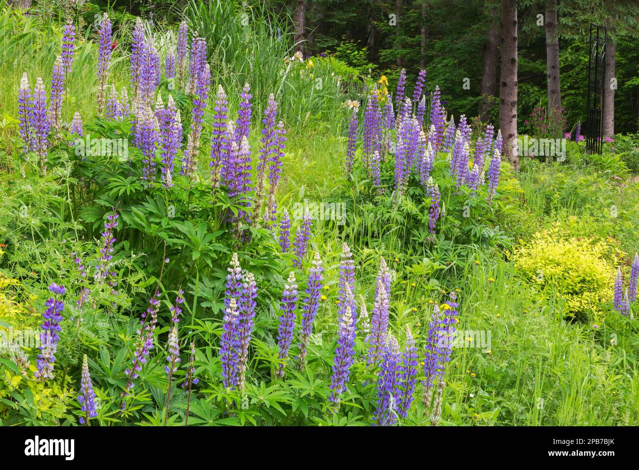 Lupinus perennis 'Bleu vivaces' - Lupin sauvage, Spiraea japonica - Spirea japonaise, Picea glauca - épinette blanche à la frontière dans le jardin de cour avant. Banque D'Images