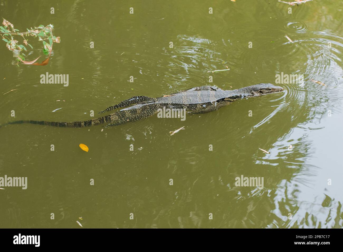 Bringer est dans l'eau, Varanus salvator est un reptile en Asie du Sud. C'est un grand lézard, de 2,5 à 3 mètres de longueur. Aimez trouver de la nourriture, en pourrissant de la nourriture Banque D'Images