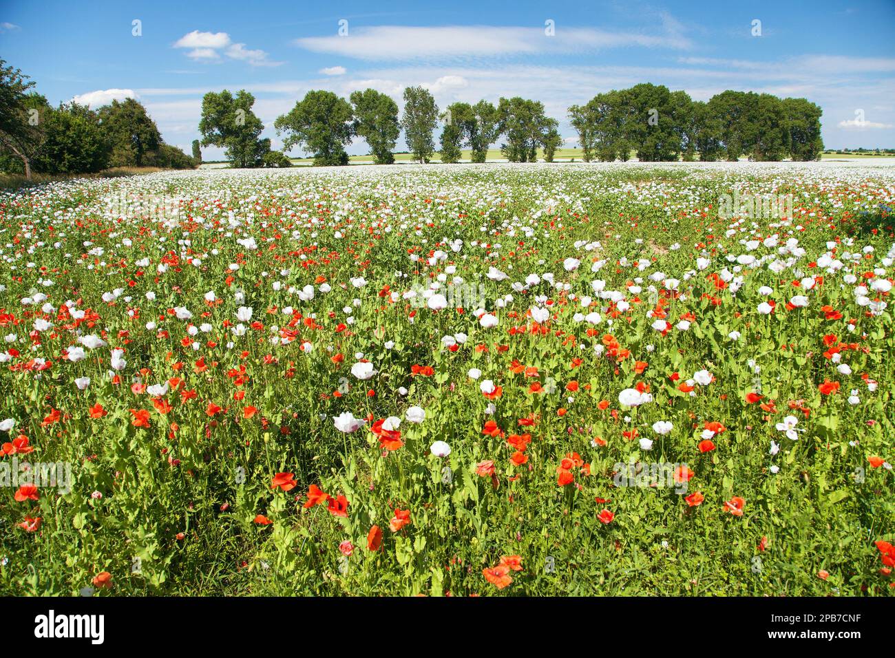 Champ de pavot à opium à fleurs blanches en latin papaver somniferum, champ de pavot avec des coquelicots rouges, le pavot blanc de couleur est cultivé en République tchèque pour Banque D'Images