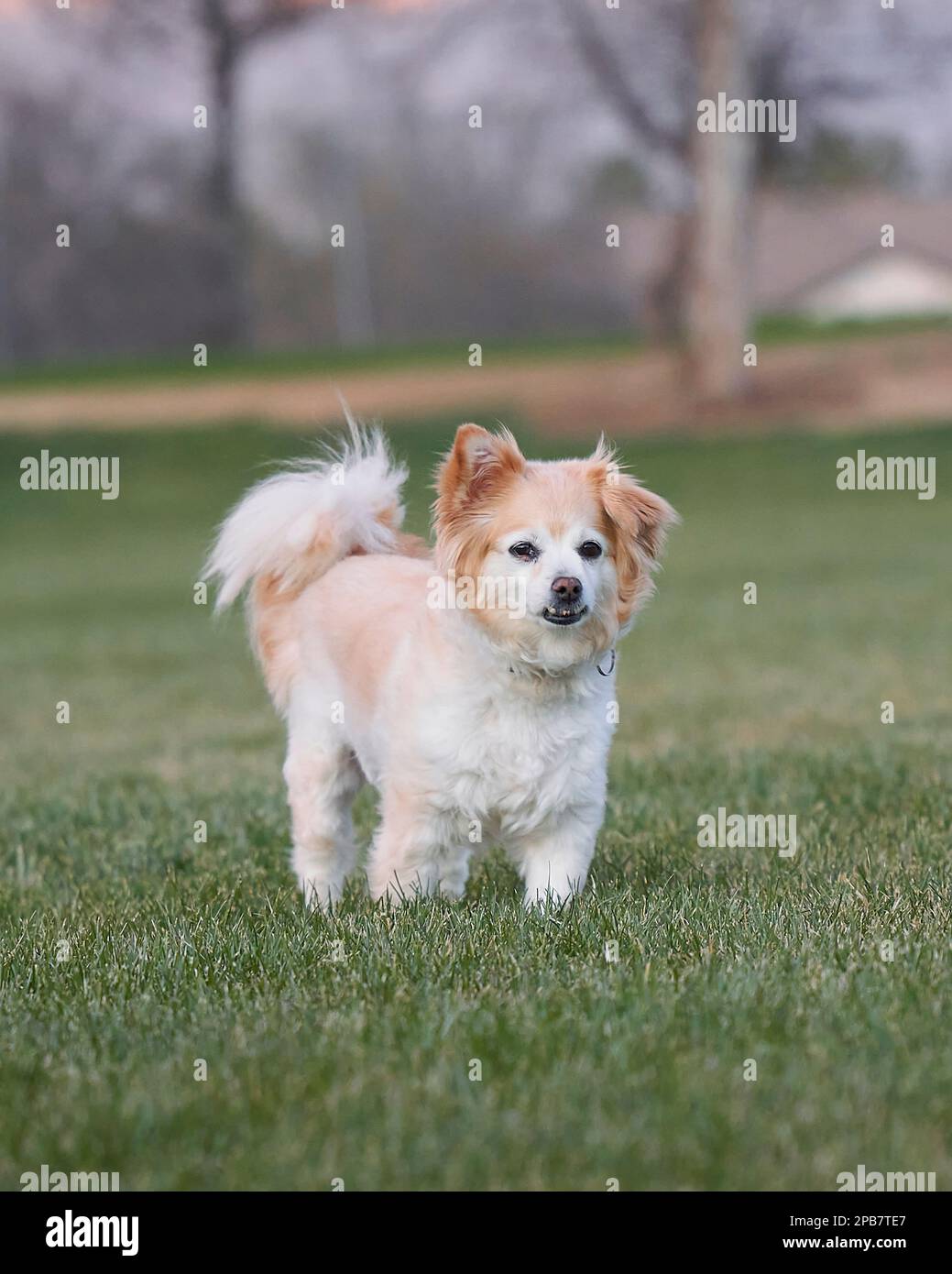 Le chien mixte de race de Poméranie, petit, blanc avec une fourrure brun clair et brun clair, se dresse sur l'herbe coupée dans un parc. Banque D'Images