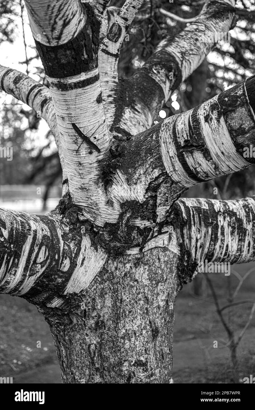 Motif d'écorce et ramification d'un arbre à bouleau Banque D'Images