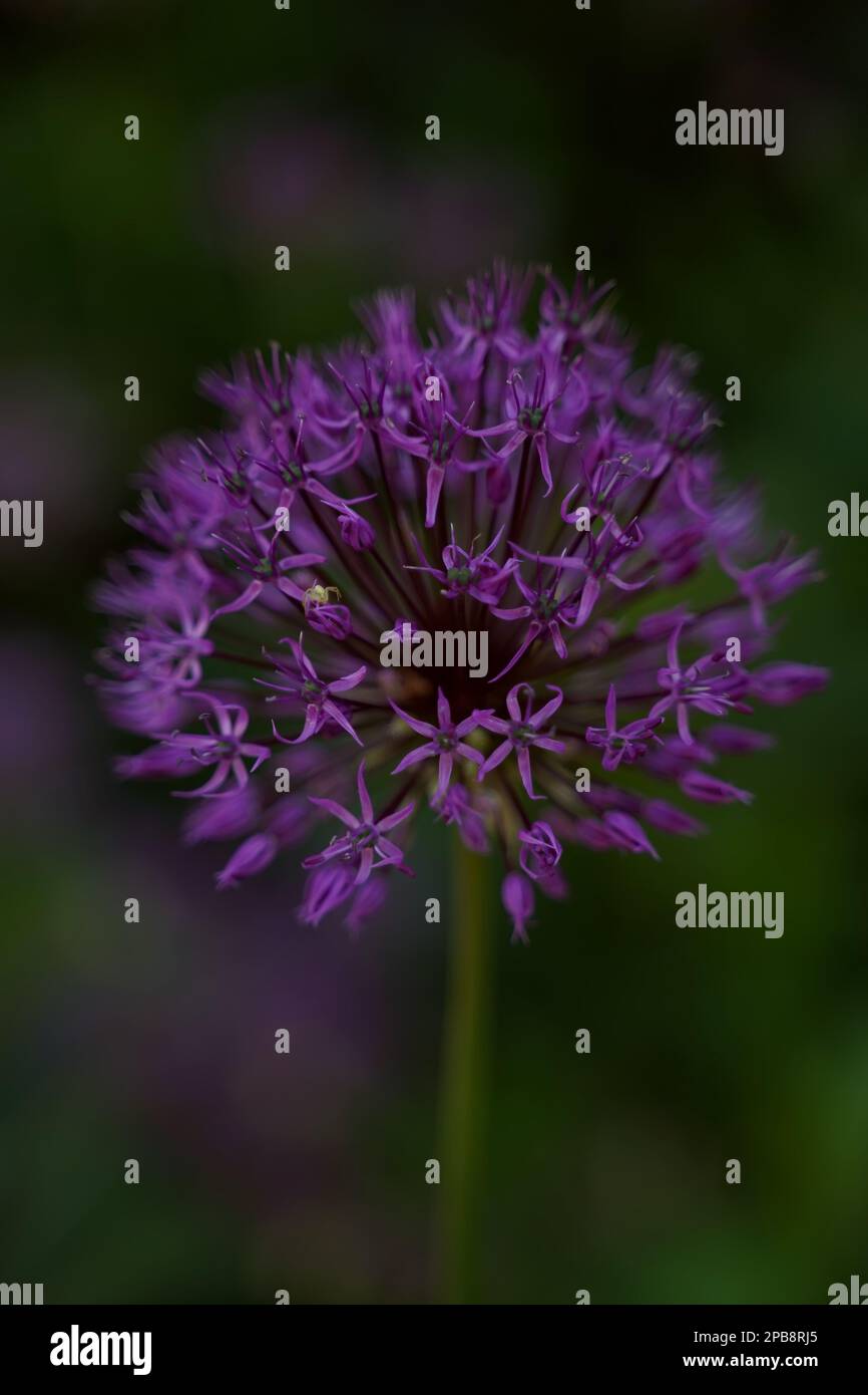 Arc décoratif Allium, gros plan, mise au point sélective. Une araignée se trouve sur une fleur. Orientation verticale. Banque D'Images
