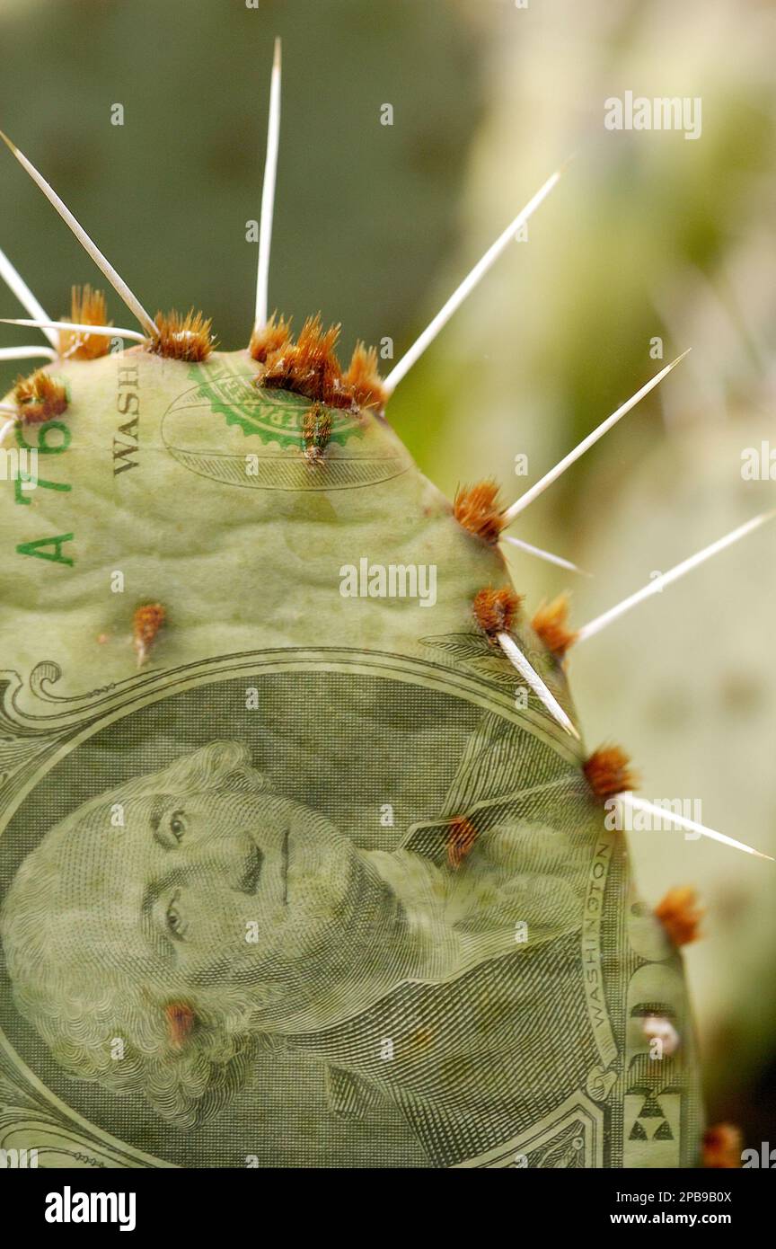 Money danger concept, Investing, banking, Risk and Loss ; un cactus pokey avec le dollar américain imprimé dessus Banque D'Images