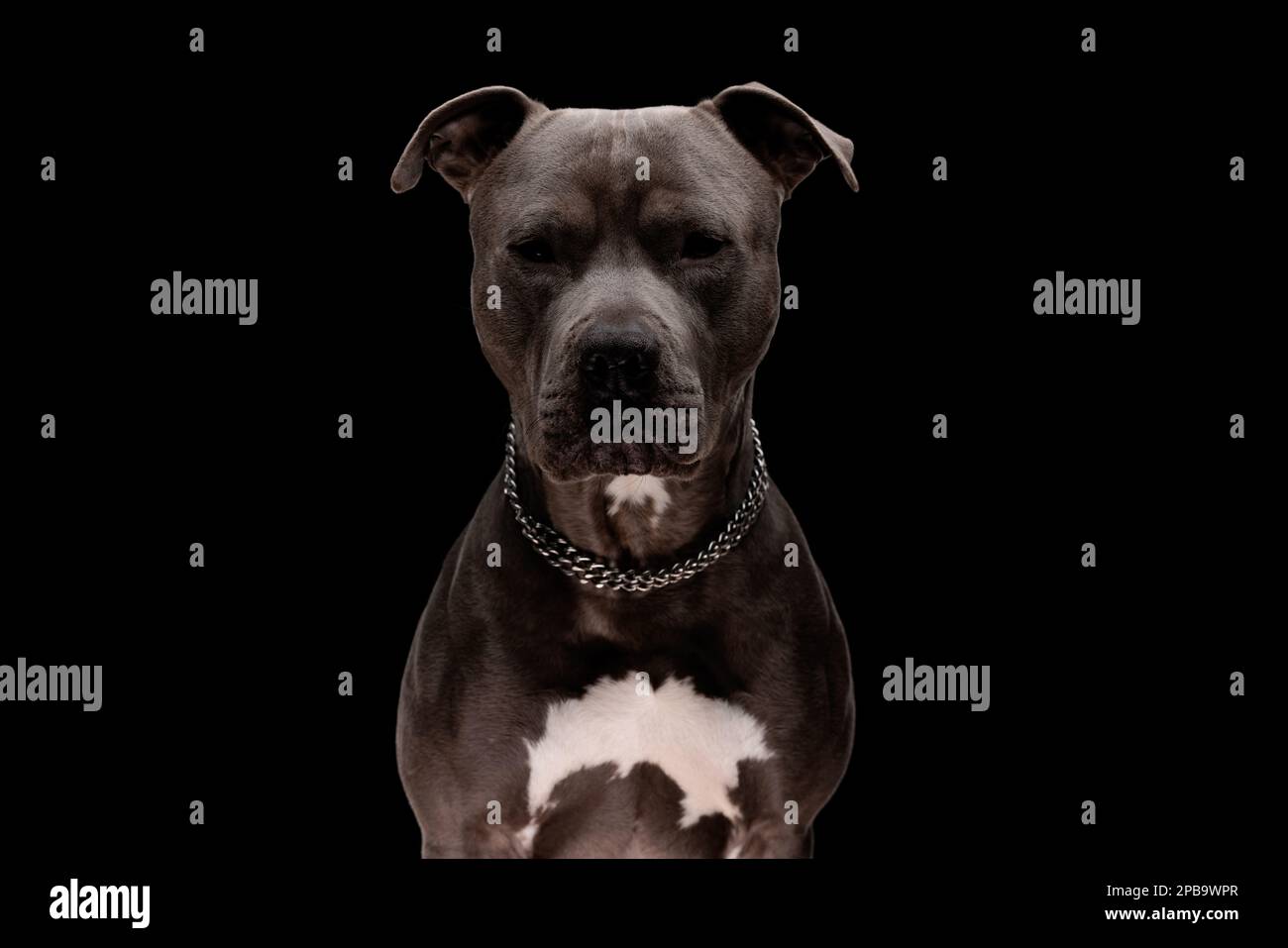 portrait d'un beau chien d'amstaff portant un collier argenté, assis et regardant vers l'avant devant un fond noir Banque D'Images