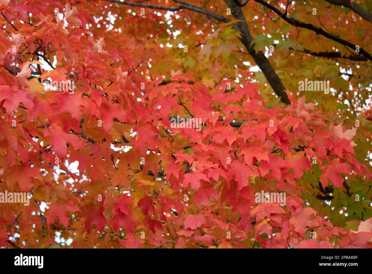 Arbres un feuillage en automne dans le nord-est de l'Ohio Banque D'Images