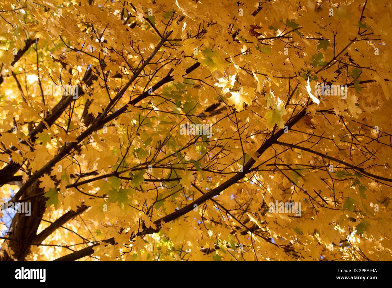 Arbres un feuillage en automne dans le nord-est de l'Ohio Banque D'Images