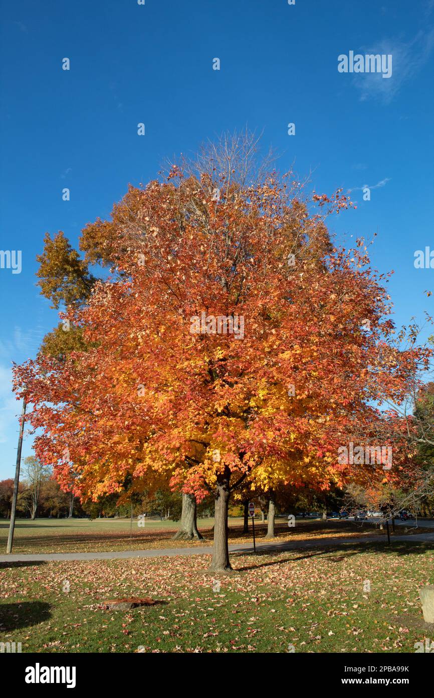 Arbres un feuillage en automne dans le nord-est de l'Ohio Banque D'Images