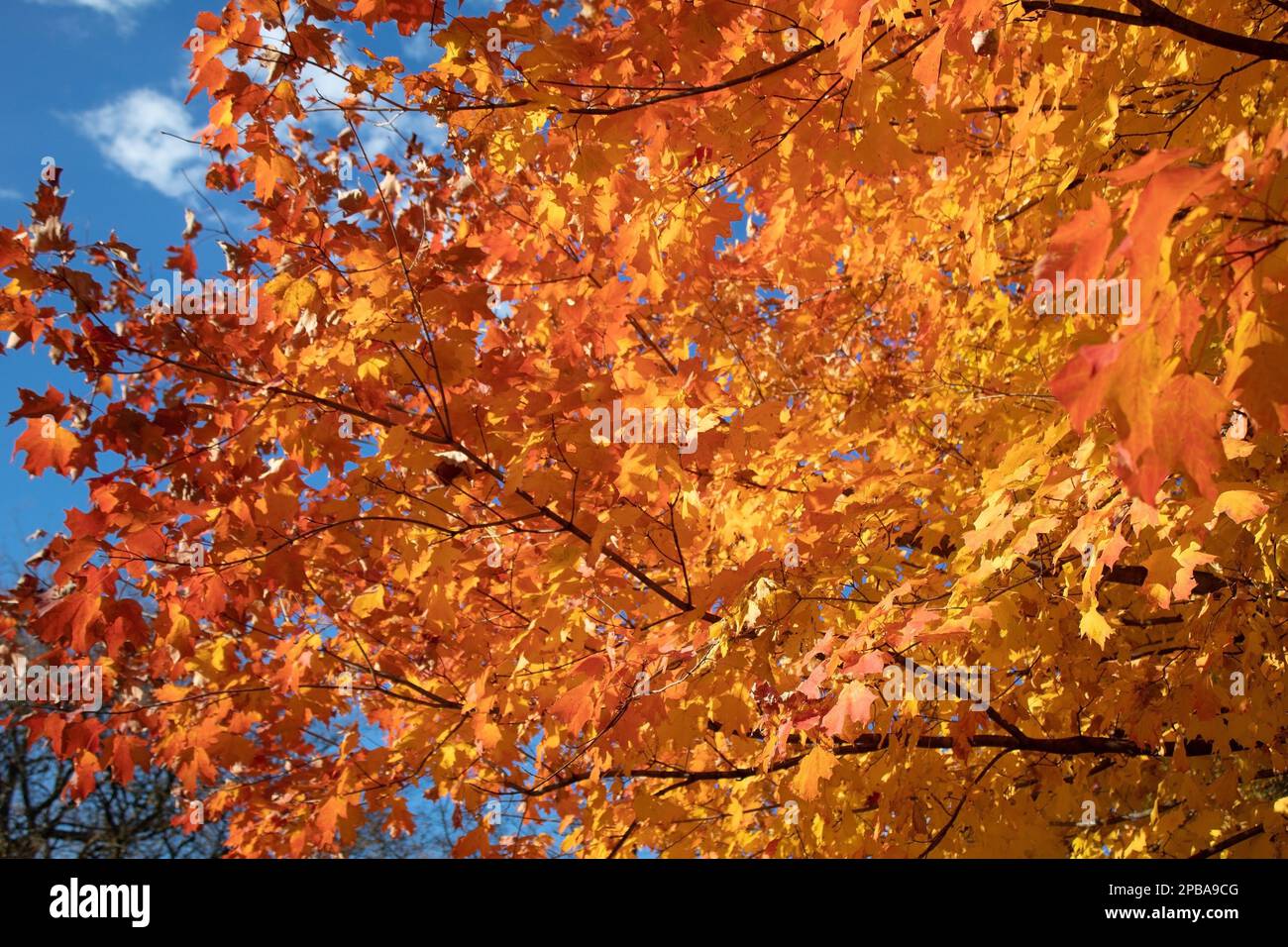 Arbres un feuillage en automne dans le nord-est de l'Ohio Banque D'Images