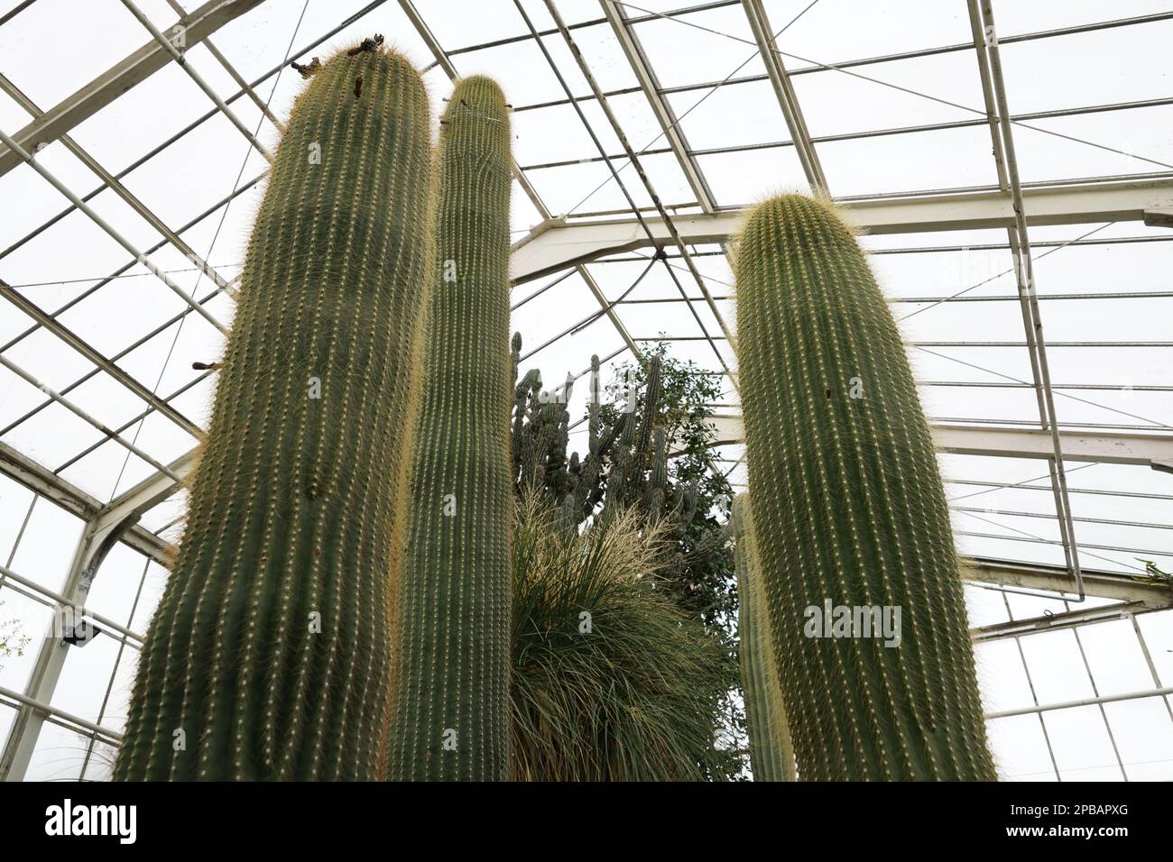 Longues tiges de cactus columnaires capturées en vue à angle bas. Parmi les tiges il y a diverses plantes exotiques. Sur le fond il y a une serre . Banque D'Images