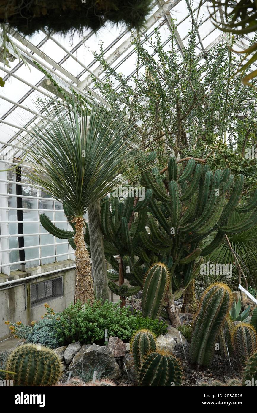 Arrangement de plantes succulentes et cactus dans une serre de jardin botanique. Photo prise en vue verticale et sur l'arrière-plan il y a des murs en verre. Banque D'Images