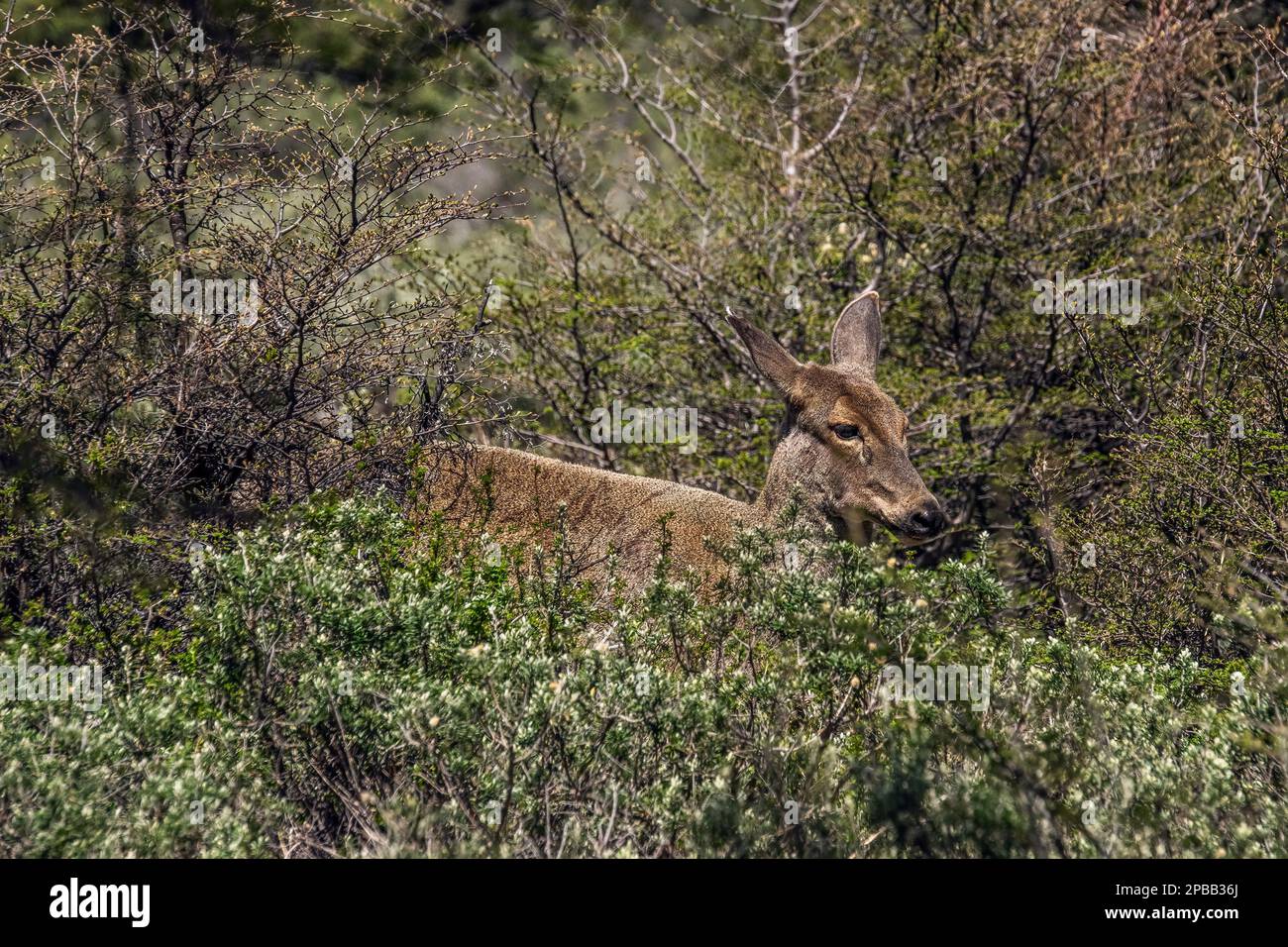 Huemul femelle (Hippocamelus bisculcus) dans la brousse profonde, N. de Mirador Cerro Castillo, Carretera Austral, Patagonie Banque D'Images