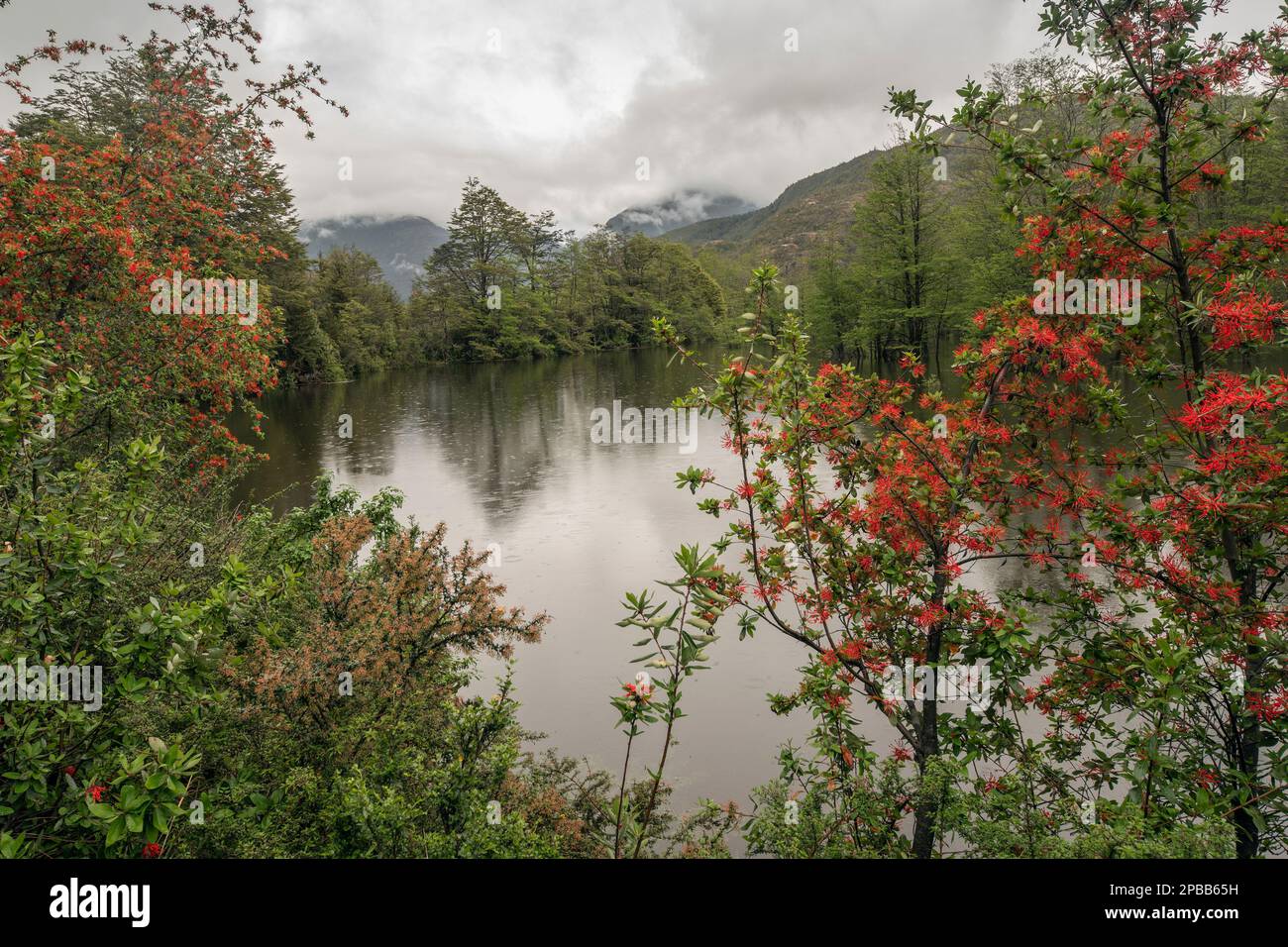 Brousse-feu chilienne (Embothrium coccineum) le long du Rio Baker avec des raindrops, Carretera Austral, Patagonie Banque D'Images
