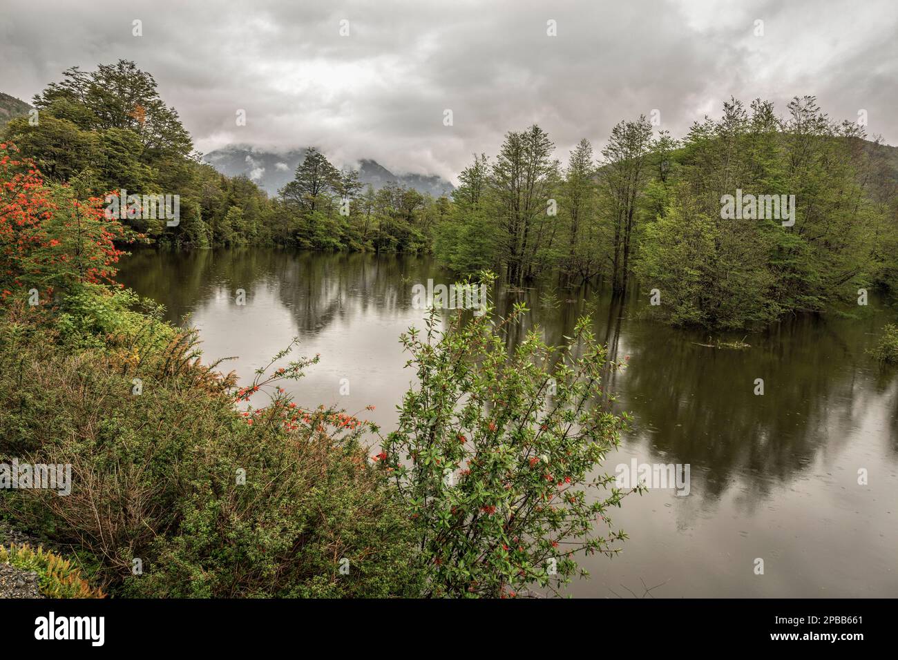 Brousse-feu chilienne (Embothrium coccineum) dans les pluies de printemps le long du Rio Baker, Carretera Austral, Patagonie Banque D'Images