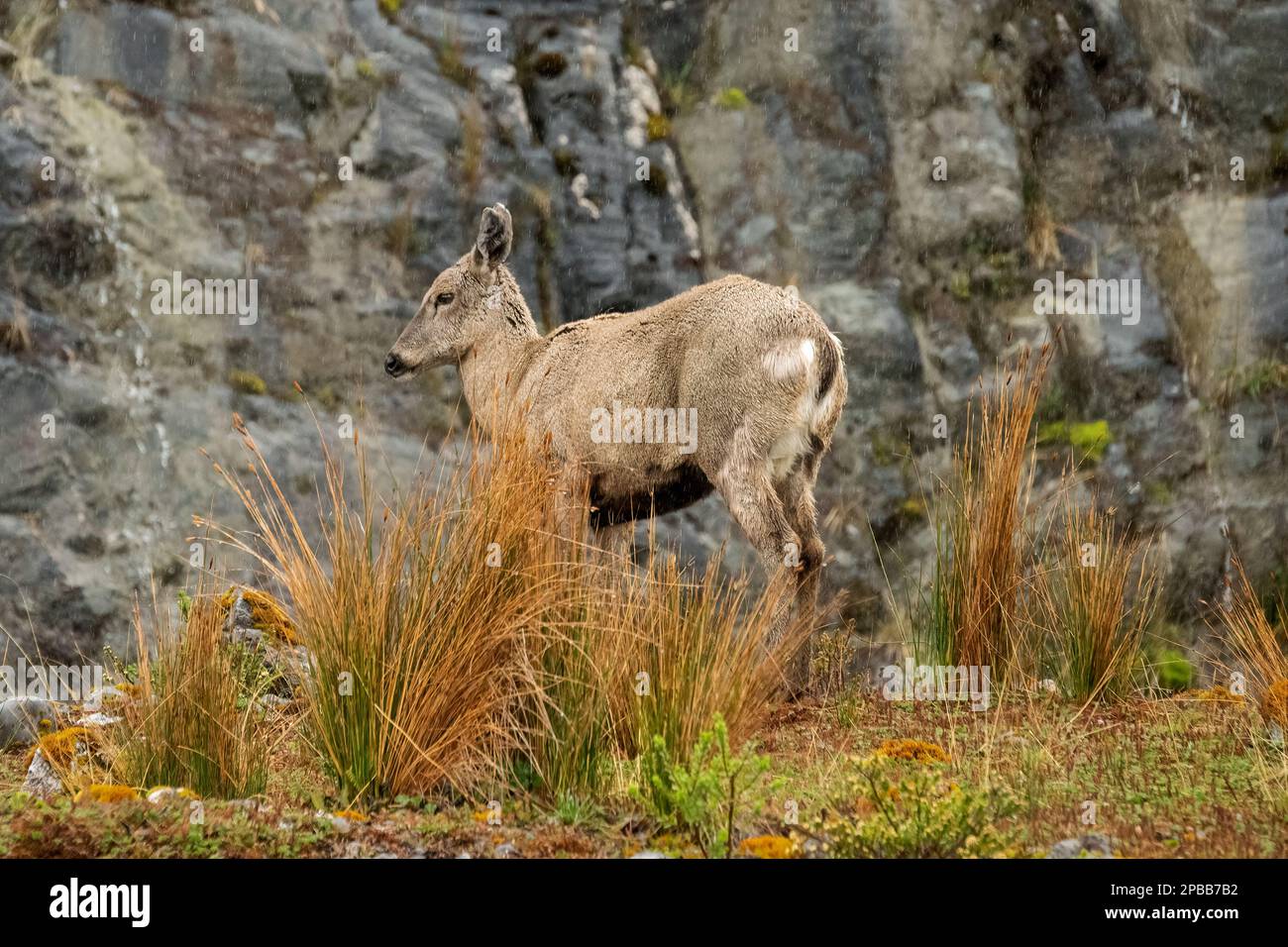 Huemul femelle (Hippocamelus bisulcus, espèce en voie de disparition) dans la pluie, près du glacier Jorge Montt, Patagonie Banque D'Images